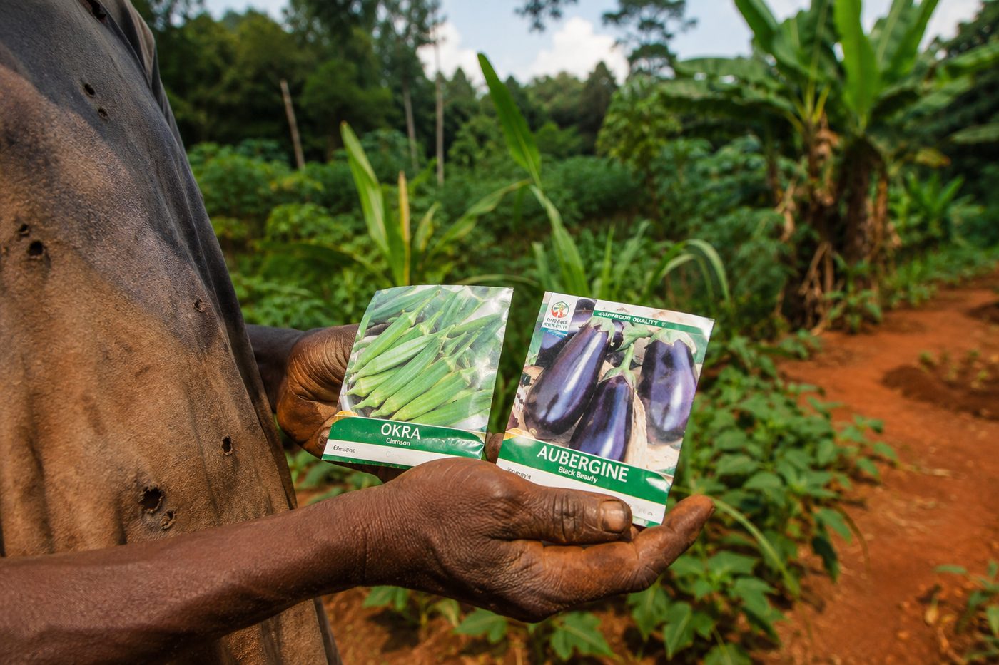 Semences agricoles modernes