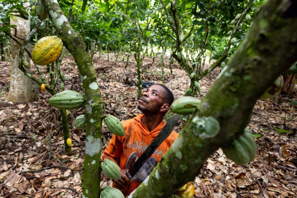 Cabosse de cacao ouverte Cameroun