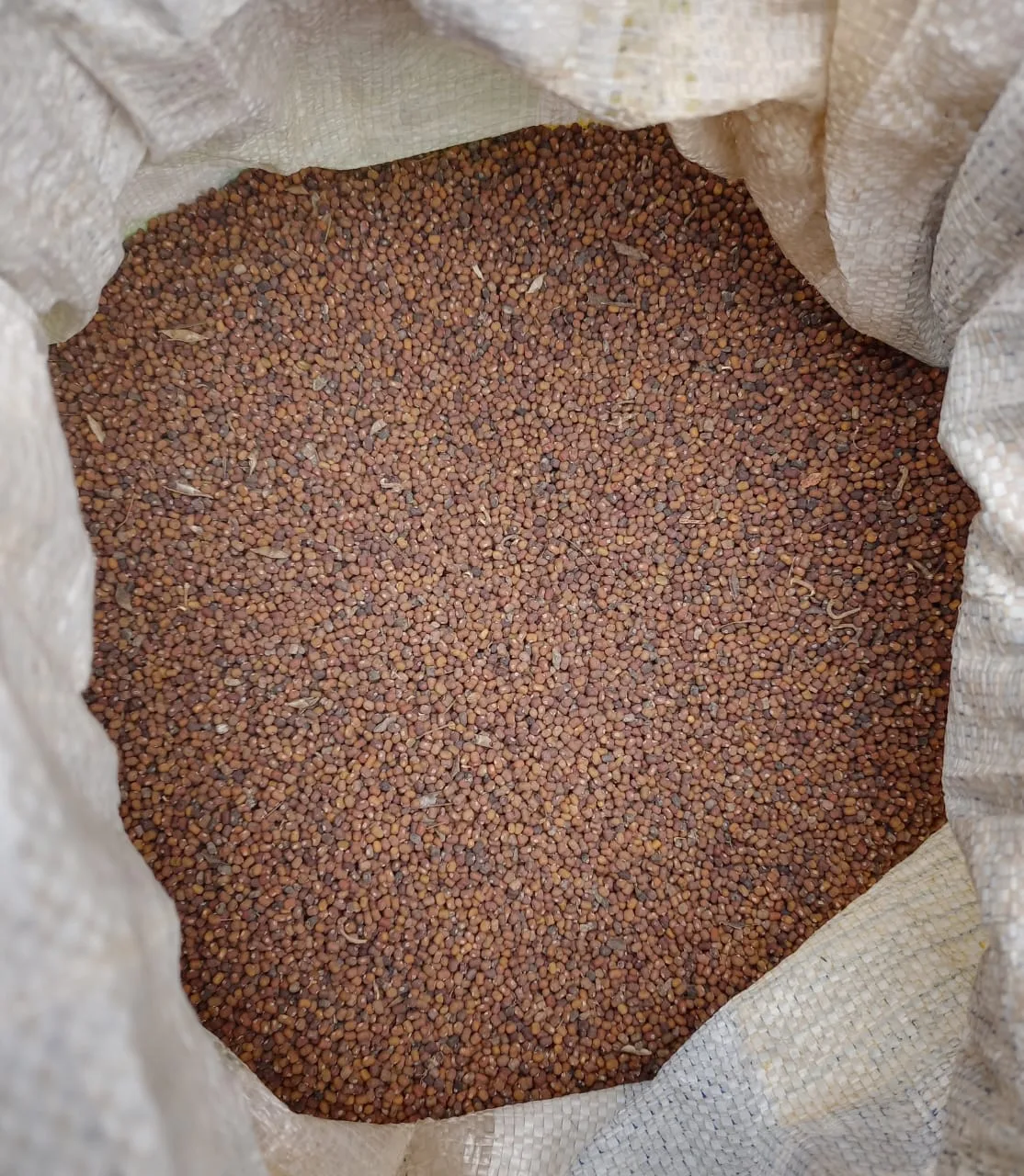 Pueraria — couverture de sol agropastorale
