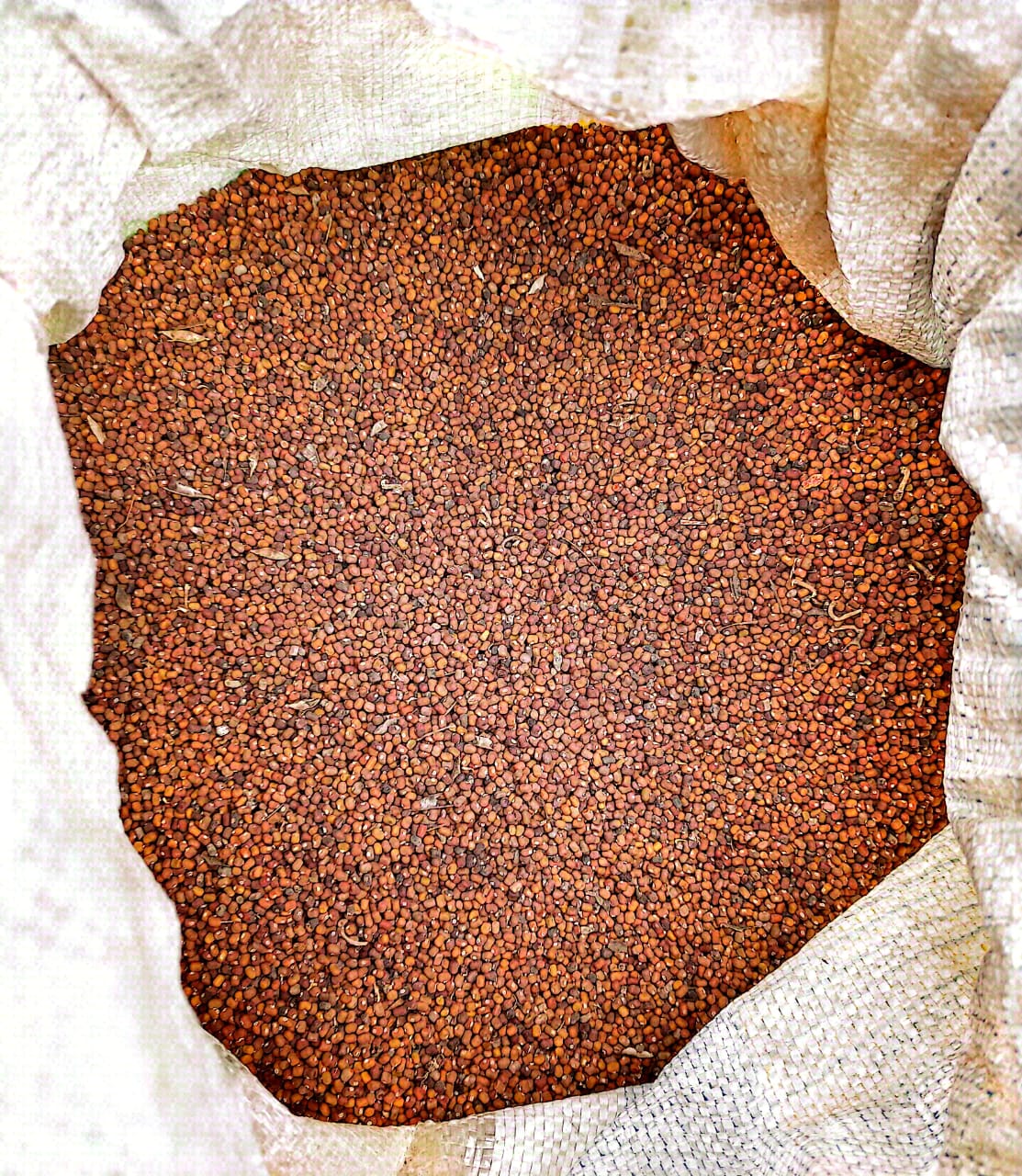 Graines de Pueraria — couverture de sol agropastorale